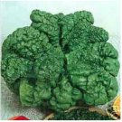 Neysastore Spinach- Bloomsdale- 100 Seeds