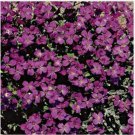 Neysastore Rock Cress (Aubrieta)- Hendersonii - 100 Seeds