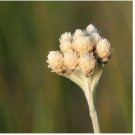 Neysastore Pussytoes- White-Antennaria Dioica- 50 Seeds