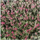 Neysastore Pussytoes- Red-Antennaria Dioica- 50 Seeds
