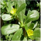 Neysastore Purslane (Portulaca Oleracea Sativa)- 200 seeds