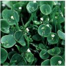 Neysastore Purslane Winter - (Claytonia Perfoliata)- 100 seeds