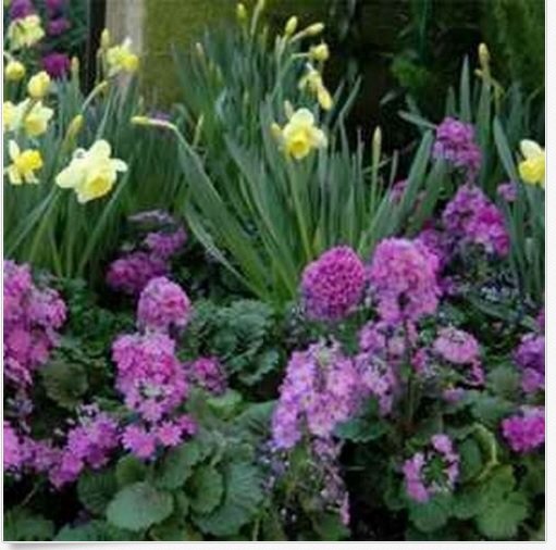 Neysastore Primrose - Fairy- (Primula Malacoides)- Lavender- 50 seeds