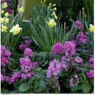 Neysastore Primrose - Fairy- (Primula Malacoides)- Lavender- 50 seeds