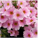 Neysastore Primrose - Fairy- (Primula Malacoides)- Pink- 50 seeds