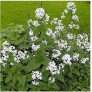 Neysastore Money Plant- White-(Lunaria Biennis) - 50 Seeds