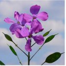 Neysastore Money Plant- Violet-(Lunaria Biennis) - 50 Seeds