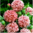Neysastore Peony Poppy- (Papaver Paeoniflorum) Salmon- 100 Seeds