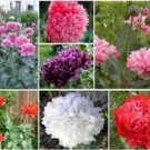 Neysastore Peony Poppy- (Papaver Paeoniflorum) -Double Mix- 100 Seeds