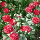 Neysastore Peony Poppy- (Papaver Paeoniflorum) -Red- 100 Seeds