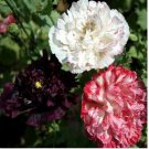 Neysastore Peony Poppy- (Papaver Paeoniflorum) - Antique Shades Mix - 100 Seeds