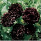 Neysastore Peony Poppy- (Papaver Paeoniflorum) - Black - 100 Seeds