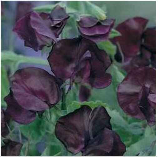 Neysastore Sweet Pea- Royal Maroon- (Lathyrus Odoratus)- 15 Seeds