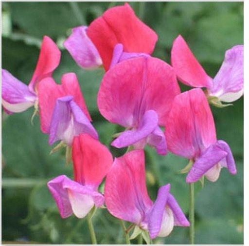 Neysastore Sweet Pea- Royal Rose Pink- (Lathyrus Odoratus)- 15 Seeds