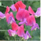 Neysastore Sweet Pea- Royal Rose Pink- (Lathyrus Odoratus)- 15 Seeds