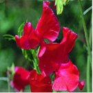Neysastore Sweet Pea- Royal Scarlet- (Lathyrus Odoratus)- 15 Seeds