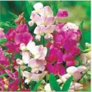 Neysastore Sweet Pea- Pearl Mix- (Lathyrus Odoratus)- 15 Seeds