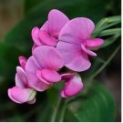 Neysastore Sweet Pea- Pearl Pink- (Lathyrus Odoratus)- 15 Seeds