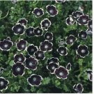 Neysastore Pennie Black (Nemophila Discoidalis)- 50 seeds