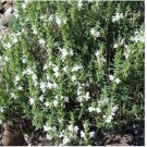 Neysastore Winter Savory-(Satureja Montana)- 100 Seeds