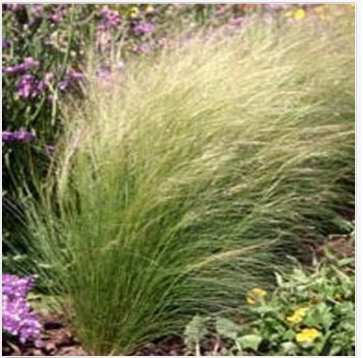Neysastore Mexican Feather Grass (Stipa tenuissima)- 25 Seeds
