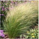 Neysastore Mexican Feather Grass (Stipa tenuissima)- 25 Seeds