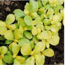 Neysastore Purslane- Golden (Portulaca Oleracea sativa) 100 Seeds