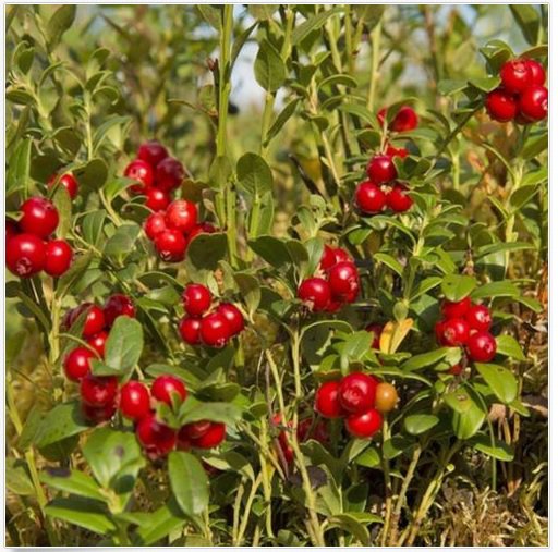 Neysastore Mountain Cranberry (Vaccinium Vitis-idaea)- 25 Seeds