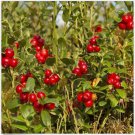 Neysastore Mountain Cranberry (Vaccinium Vitis-idaea)- 25 Seeds