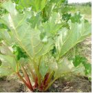 Neysastore Rhubarb Glaskins (Rheum Rhabarbarum) - 25 Seeds