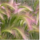 Neysastore Foxtail Barley (Hordeum jubatum) - 25 Seeds