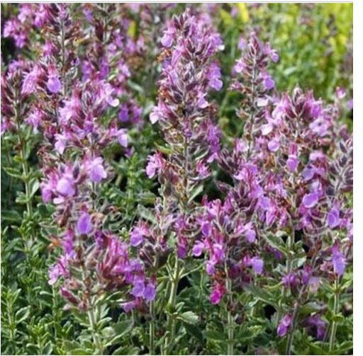 Neysastore Germander (Teucrium Chamaedris)- 25 Seeds
