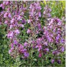 Neysastore Germander (Teucrium Chamaedris)- 25 Seeds