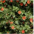 Neysastore Pimpernel (Anagallis Arvensis)- 100 Seeds