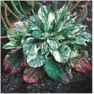 Neysastore Plantain- Variegated (Plantago Major)- 25 Seeds