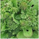 Neysastore Plantain- Common (Plantago Rosularis)- 100 Seeds