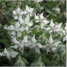 Neysastore Borage- White( Borago Officinalis)- 25 Seeds