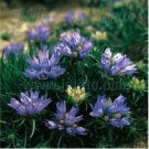 Neysastore Grassy Bells (Edraianthus graminifolius)- 25 Seeds