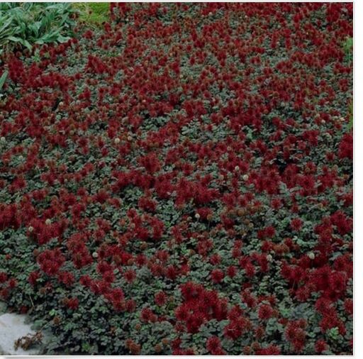 Neysastore Acaena Microphylla)- 25 Seeds