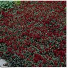 Neysastore Acaena Microphylla)- 25 Seeds