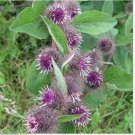 Neysastore Burdock (Arctium Lappa)- 25 Seeds