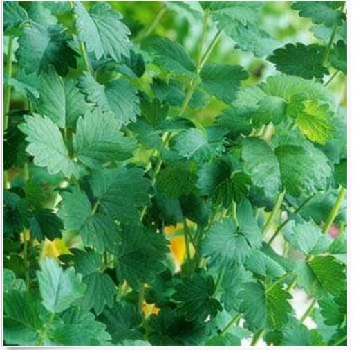 Neysastore Salad Burnet (Sanguisorba Minor)- 25 Seeds