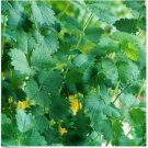 Neysastore Salad Burnet (Sanguisorba Minor)- 25 Seeds