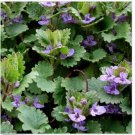 Neysastore Ground Ivy (Glechoma Hederacea)- 25 Seeds