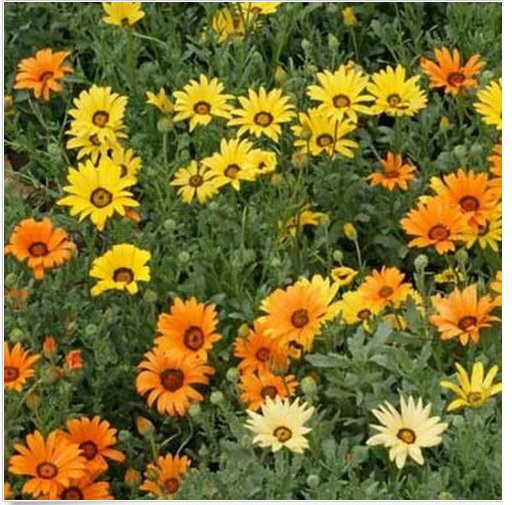 Neysastore African Daisy (Dimorphotheca Aurantiaca)- Mixed colors- 100 seeds
