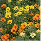 Neysastore African Daisy (Dimorphotheca Aurantiaca)- Mixed colors- 100 seeds