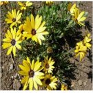 Neysastore African Daisy (Dimorphotheca Aurantiaca)- Yellow- 50 seeds