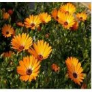 Neysastore African Daisy (Dimorphotheca Aurantiaca)- Orange- 50 seeds
