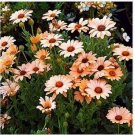 Neysastore African Daisy (Dimorphotheca Aurantiaca)- Salmon- 50 seeds