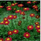 Neysastore Chrysanthemum- Coccineum-Robinson's Red- 200 Seeds